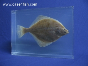 Foto Galerie/Pleuronectiformes/Platichthys flesus/Platichthys flesus_02_S.jpg